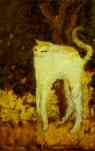 Pierre Bonnard. The White Cat.