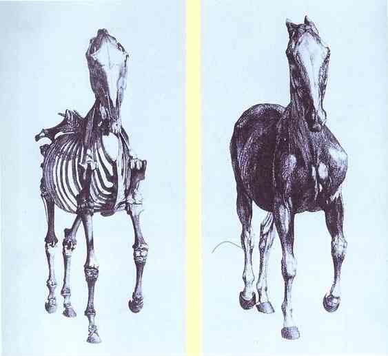 George Stubbs. Engravings from The Anatomy of the Horse.