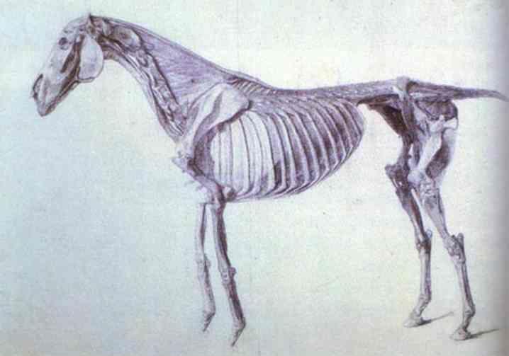 George Stubbs. Finished Study for the Fifth Anatomical Table.