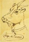 Head of a Goat. / Cabeza de cabra.