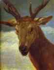 Diego Velázquez. Head of a Stag.